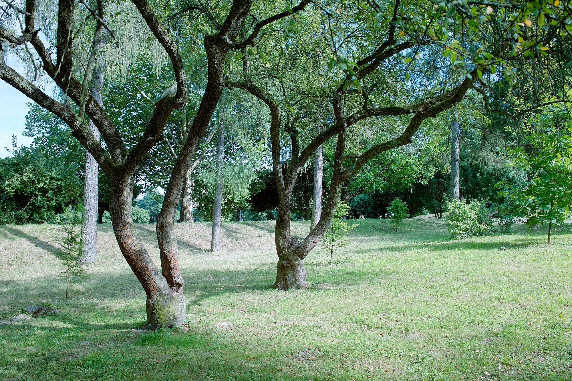 Sigma Foveon, photo 6 of 22