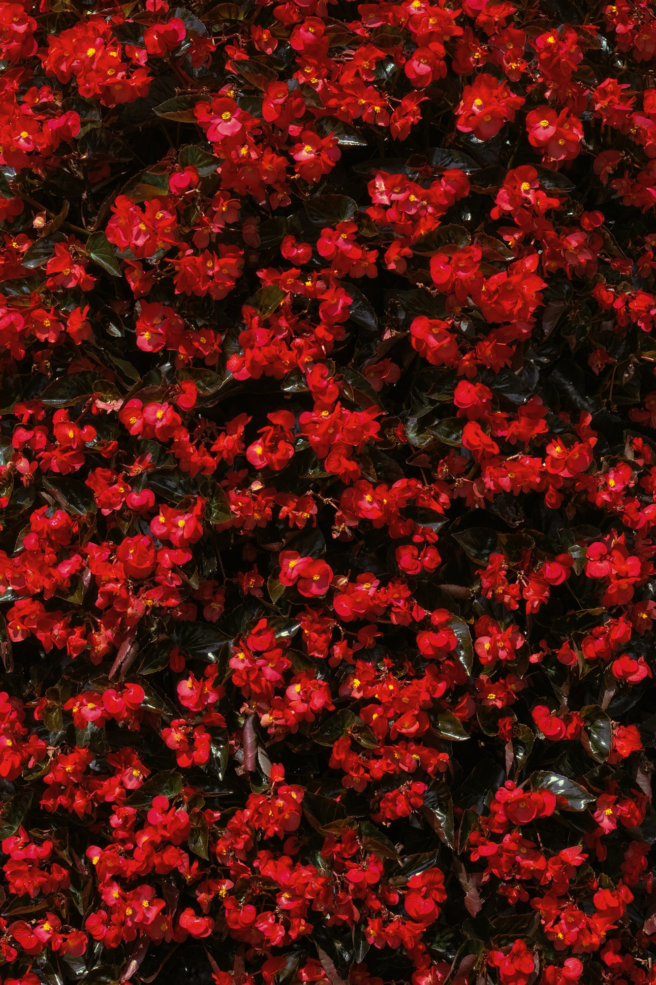 Sigma Foveon, photo 20 of 22