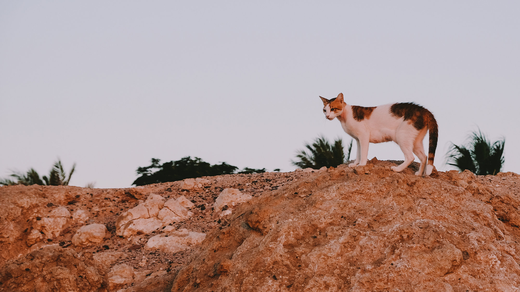 Random Moments - Fujifilm X-T2, photo 21